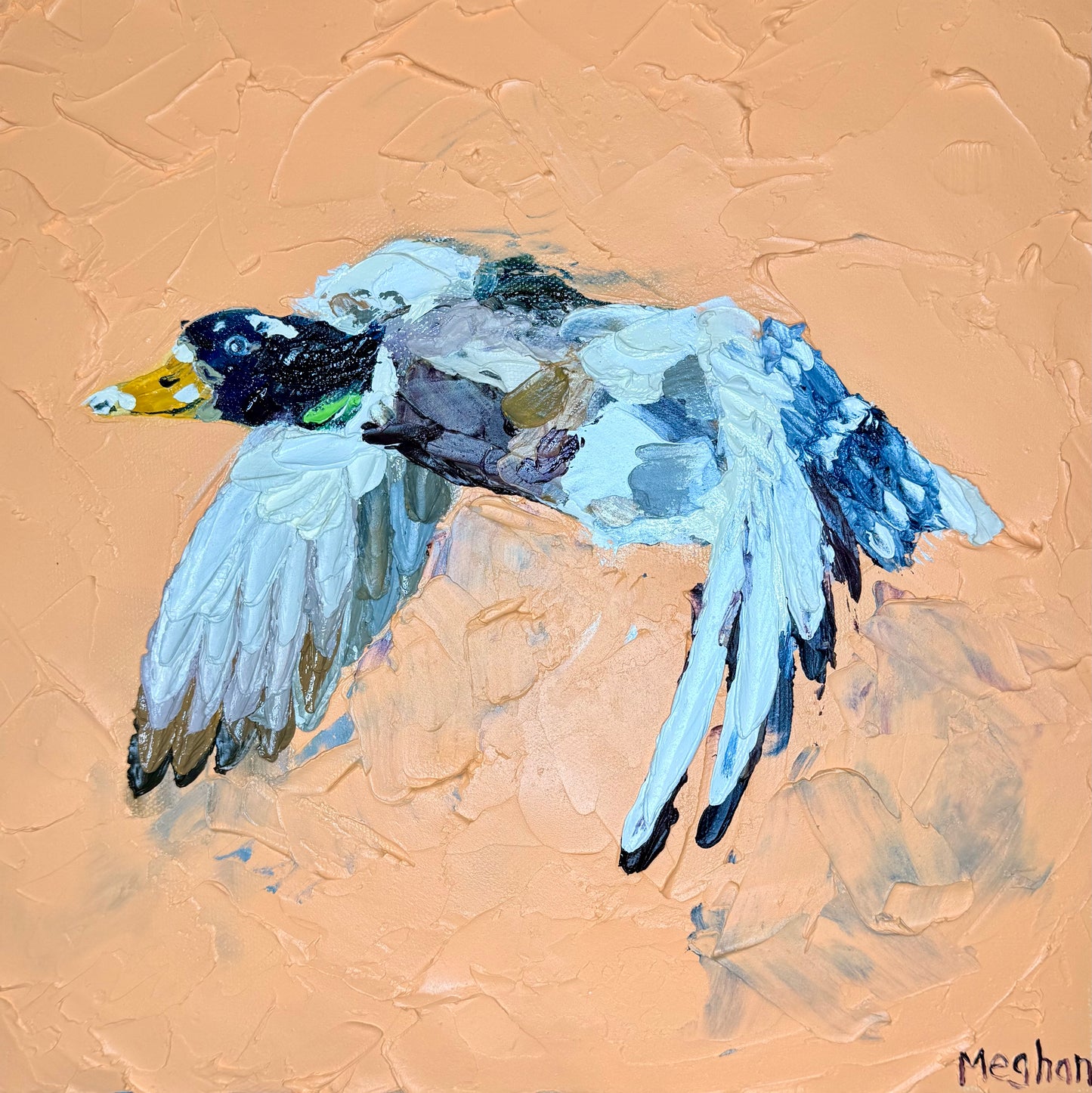 Mallard in Flight with luminous coral