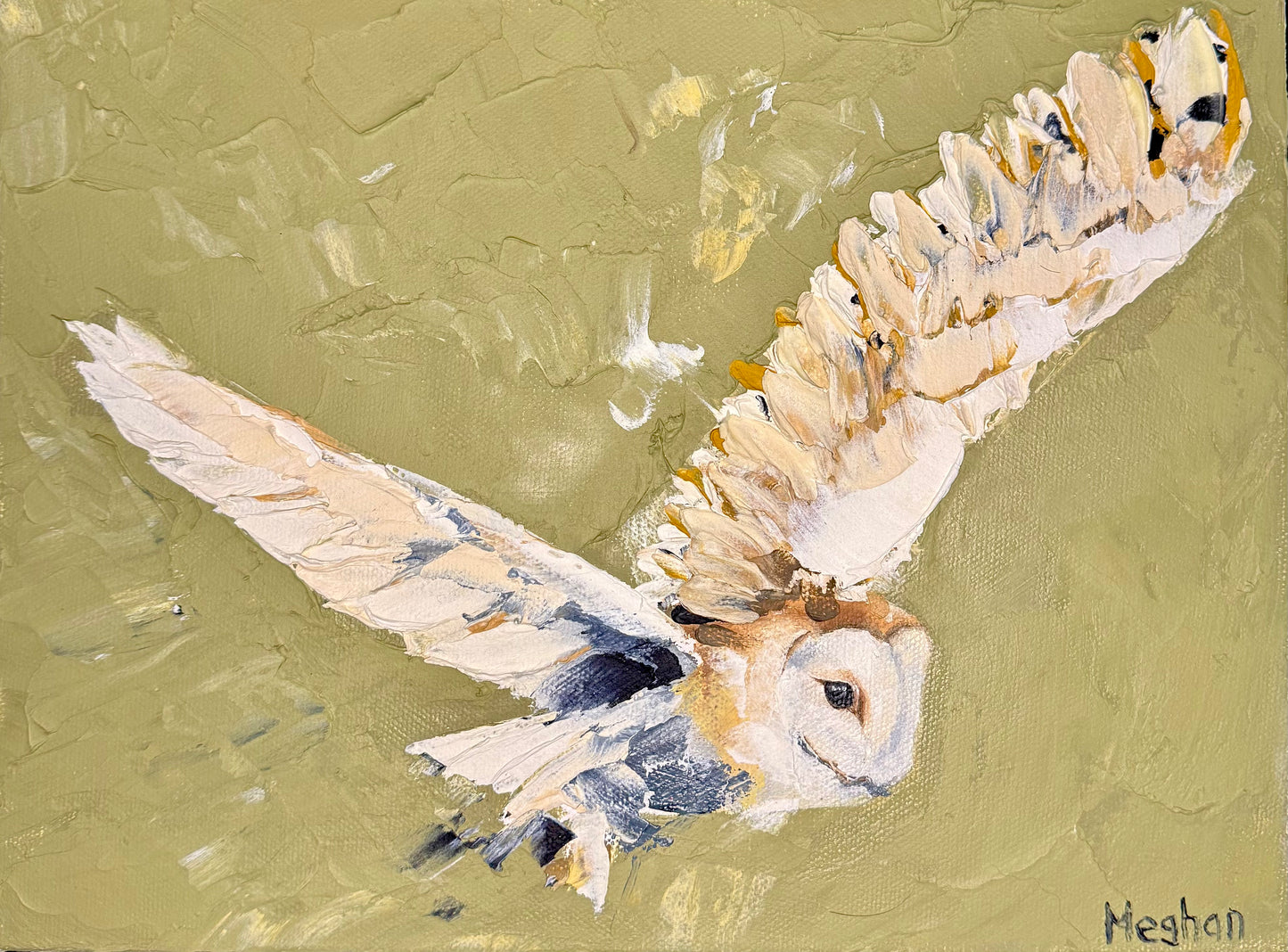 Barn Owl in Flight
